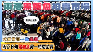 屏東東港黑鮪魚拍賣現場丨原來價差可以到3倍丨黑鮪魚百科全書丨開魚費用大公開丨怎麼買黑鮪魚最划算丨價格太不可思議了丨200隻黑鮪魚堆滿現場超壯觀丨
