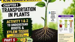 Class 8 ICSE Biology | Transportation in Plants | Activities 1 &amp; 2 Explained