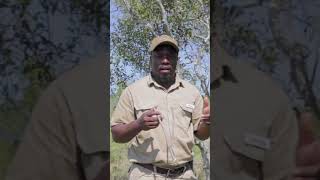 A Journey into Plant Education 🌿📚 with our tracker Mandla #thornybush #greaterkruger