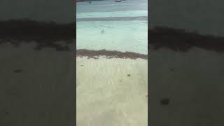 clear waters and tarpon in Jamaica ??