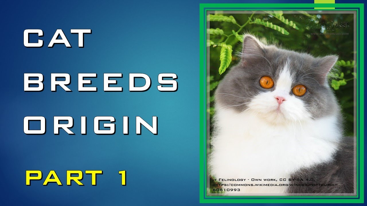 CATS BREEDS ORIGIN PART 1 (18) YouTube