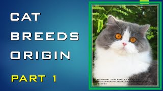 CATS BREEDS ORIGIN PART 1| (#18)