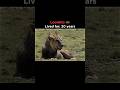 5 oldest living lion kings in the history #youtube #viral #shorts