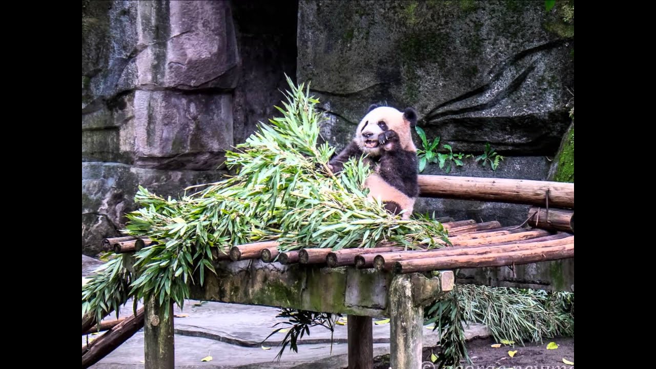 Zoo sex videos in Guiyang