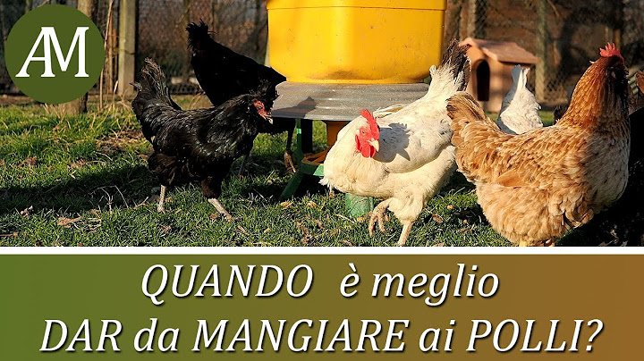 What time is best to feed chickens? - Poultry Farming and Henhouse