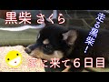 【柴犬/黒柴】元気が一番!!