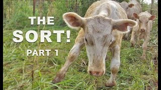 Cow & Calf Working Part 1 - The Sort!