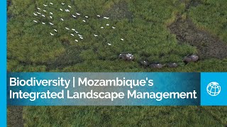 Biodiversity Stories From The Mozambiques Integrated Landscape Management Portfolio