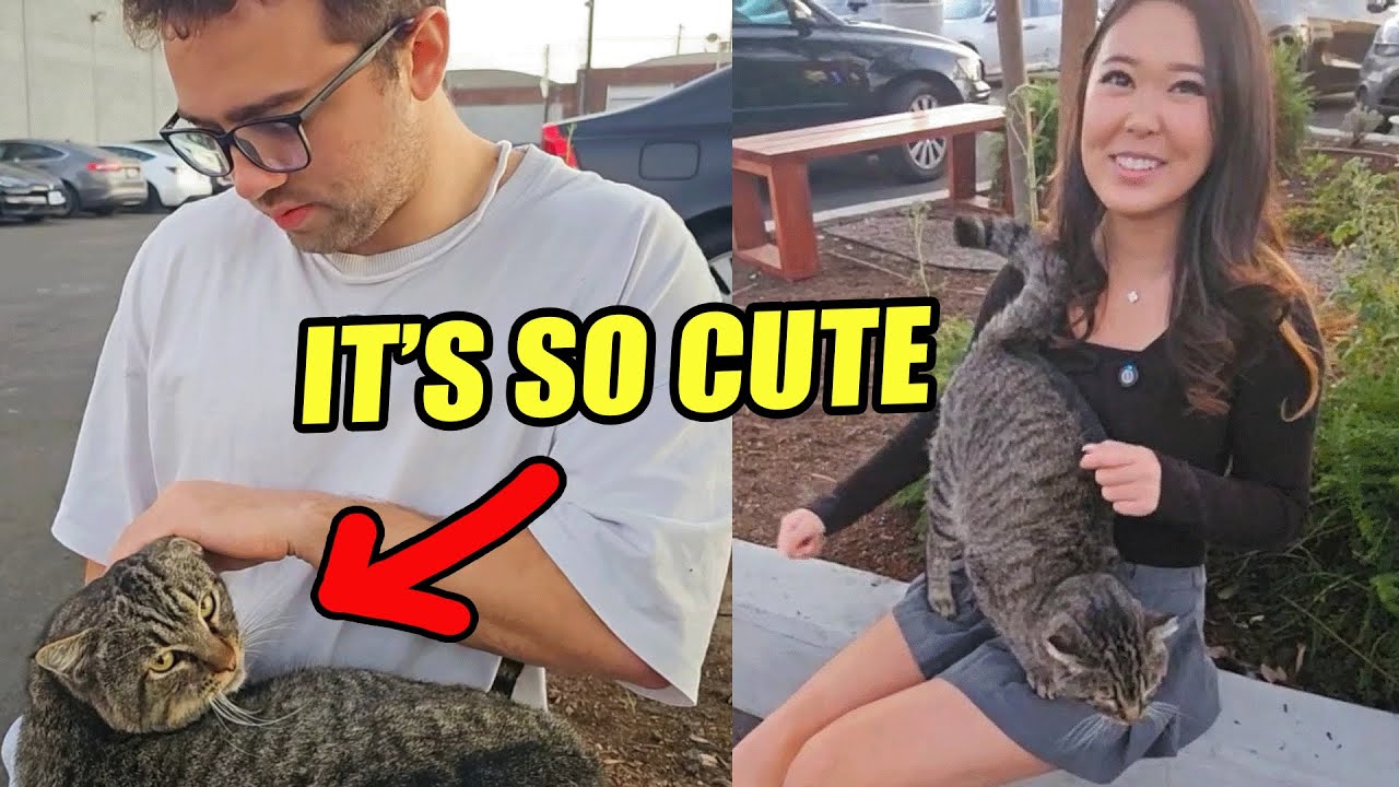 Mizkif & ExtraEmily FELL IN LOVE with a STRAY CAT
