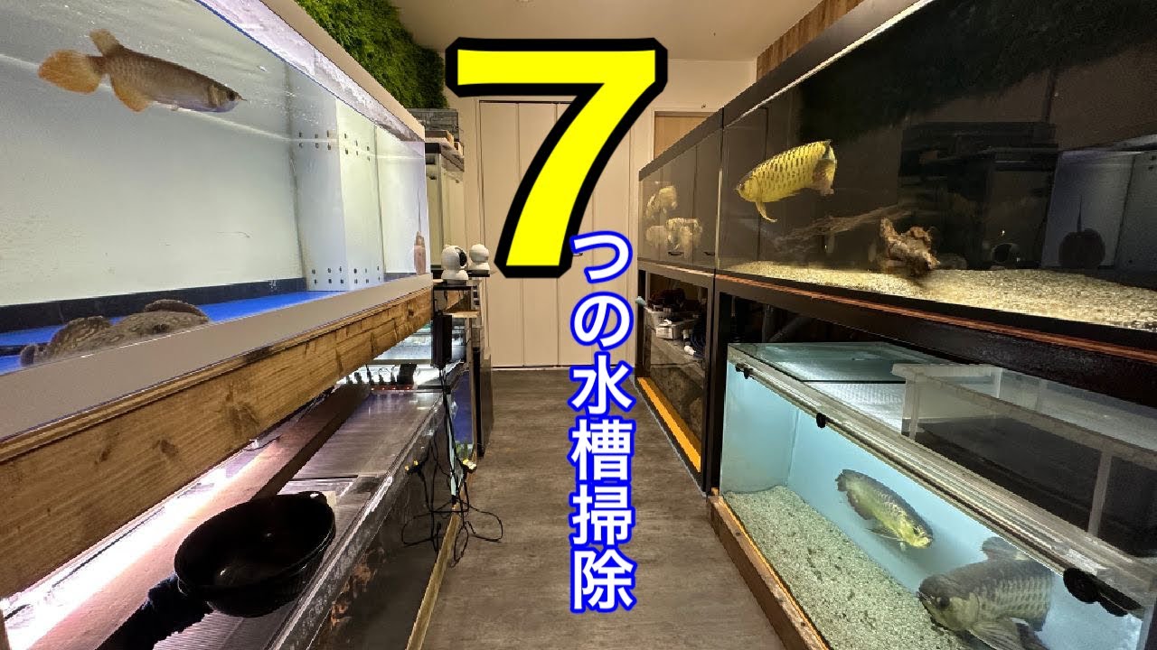 7つの習慣】日々の水槽メンテナンスは効率よく！ - YouTube