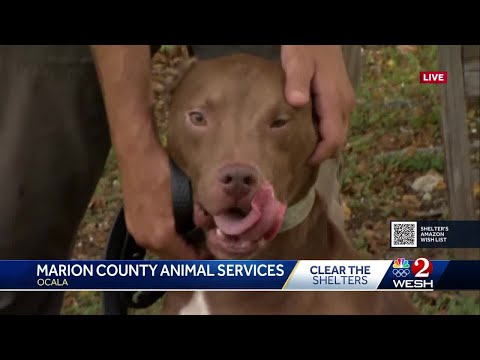 Marion County Animal Shelter Ocala Fl 26