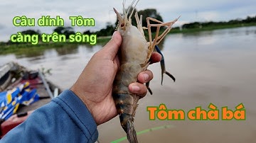 CÂU DÍNH TÔM CÀNG XANH CHÀ BÁ TRÊN SÔNG - CHUỖI THỬ THÁCH TẬP TÀNH CÂU CÁ (Ngày 11)