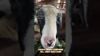 Pml panti mbek lampung