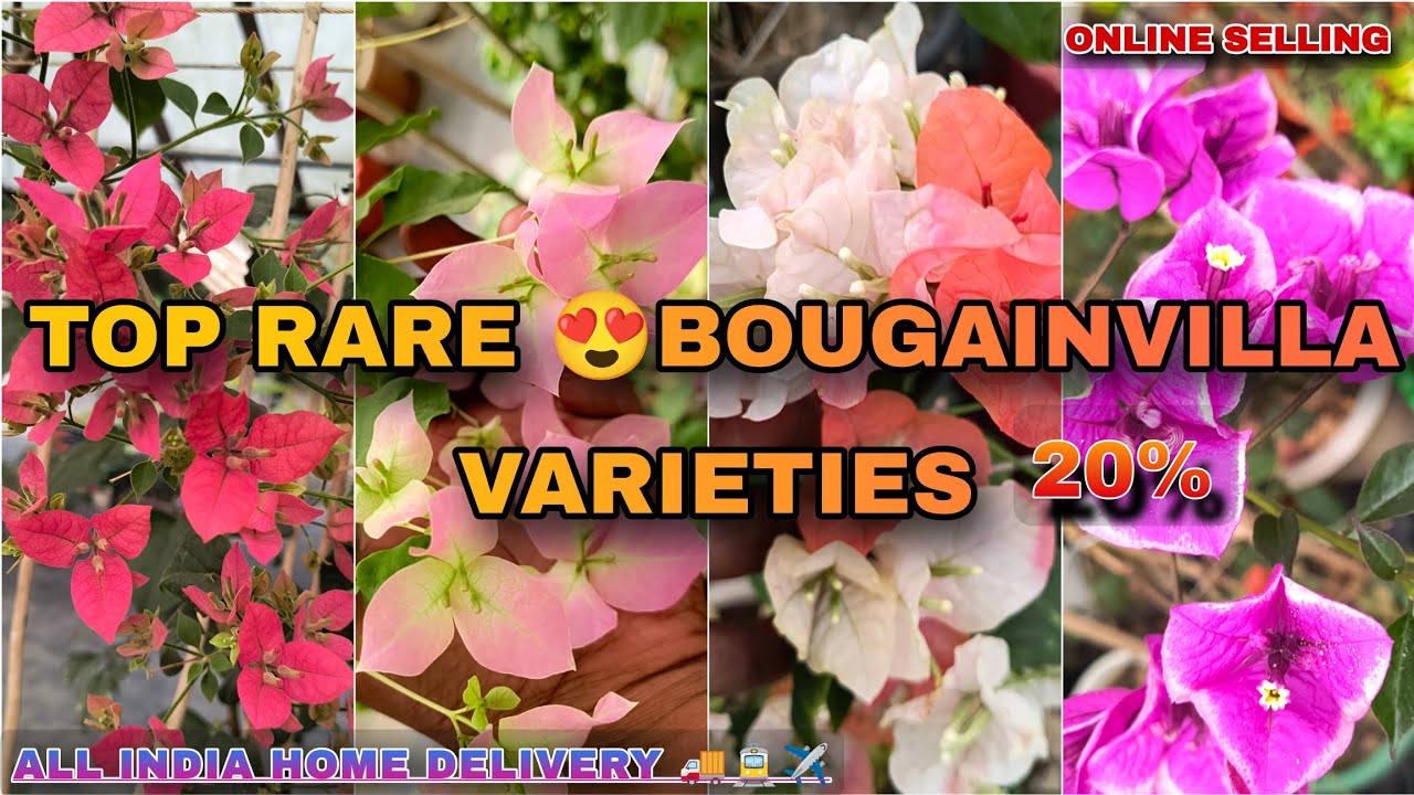 🔴TOP RARE BOUGAINVILLEA VARITIES// ALL INDIA HOME DELIVERY 🚚✈️//ONLINE SELLING 