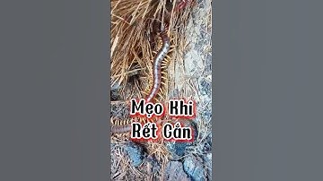 Mọi người bị rết cắn thì làm ngay cách này sẽ hết đau nhé #shortvideo