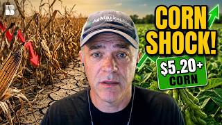 Pro Farmer Tour Shocks Corn Yields: How High Can Prices Go
