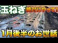【すぐやって】玉ねぎ栽培失敗しないために今やってほしい作業について