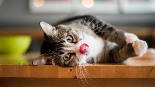 Music For Cats Relief Stress: EXTREMELY Soothing Cat Therapy Music, Peaceful Relax music