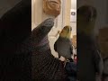 Cockatiel Screams at Foot #bird #cockatiel #yumyumthetiel #parrot