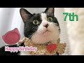 先住猫『ハッチ』7歳 誕生日〜可愛いニャンコの爪とぎ♪プレゼント!!　- Happy Birthday Hatch ! Present to Tuxedo cat.