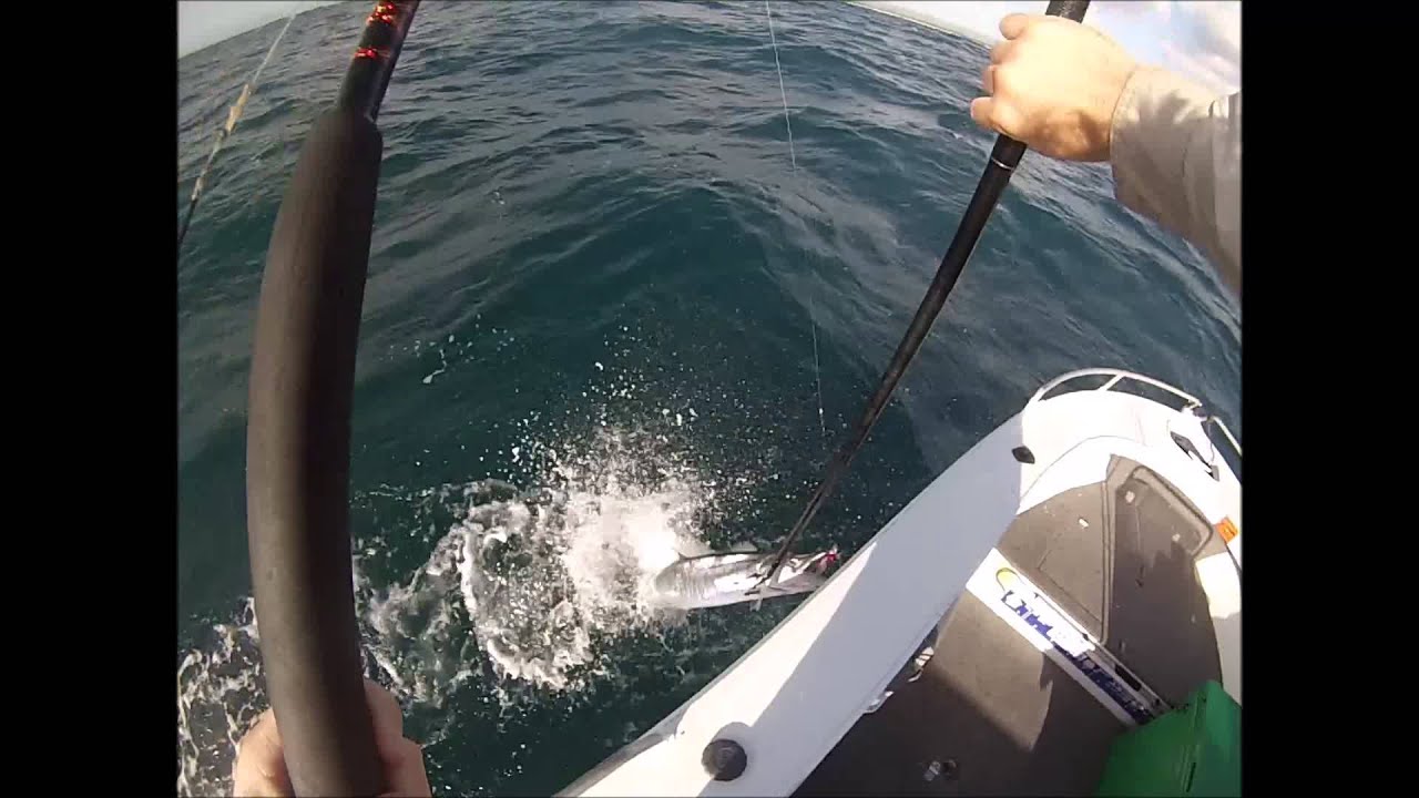 Gold Coast Spanish Mackerel and Yellowfin Tuna YouTube