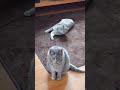 お出迎えをする猫　#Shorts