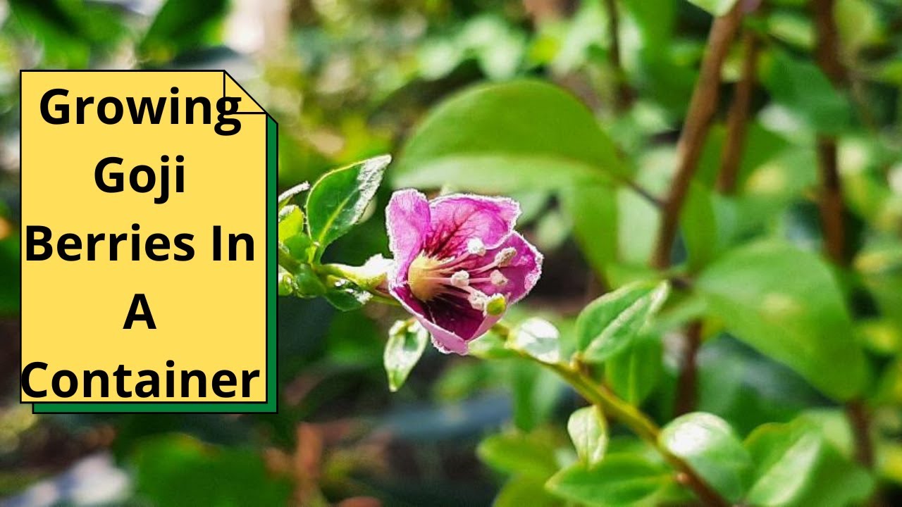Growing Goji Berries In A Container YouTube