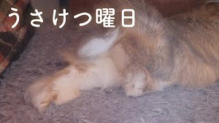 ちょっと変わったうさケツ曜日！本日もお疲れさまでした。No.150