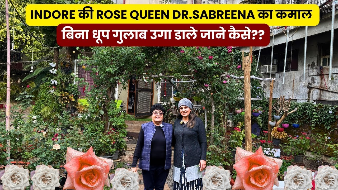 Indore की Rose queen Dr. Sabreena का कमाल बिना धूप गुलाब केसे उगाए??