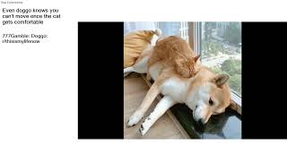 Top Reddit Video - Aww: Even doggo knows you can't move once the cat gets comfortable
