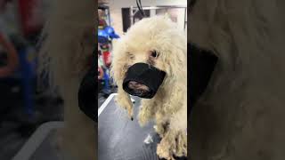 #LegacyOfLove805 #ProfessorThePoodle #PoodleRescue #SecondChance #RescueDog