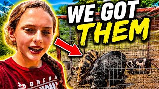 I Caught My First Wild Pigs…