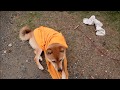 柴犬 Tシャツ遊び (適当動画)