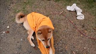 柴犬 Tシャツ遊び (適当動画)
