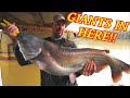 Monsters in Flooded Creek  ( 100 LBS of Catfish!! )