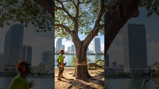 wood cutter cutting old large tree in forest with machine #treetrimming#treeexperts #woodscraft#tree