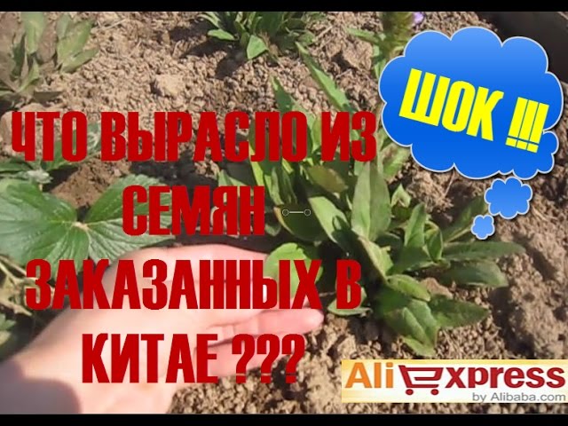 Как Посадить Семена С Алиэкспресс Как Посадить Семена С Алиэкспресс
