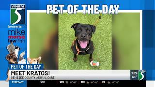 TV5 Pet of the Day Meet Kratos