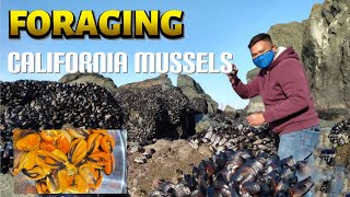 Coastal Foraging California Mussels near Golden Gate Bridge