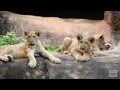 Lion Cubs at 7 Months