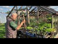 Fill and plant boxes for winter salad