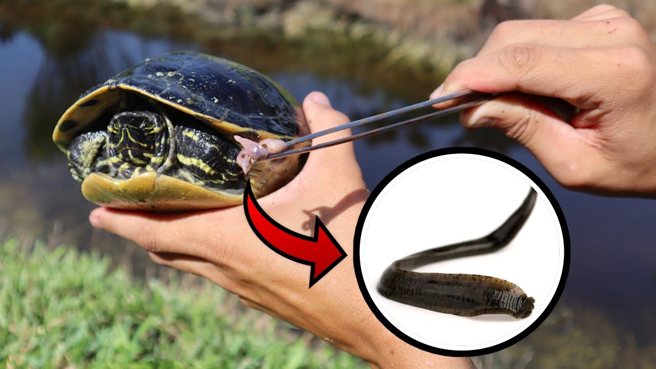 SAVING WILD TURTLES! BITTIN By BLOODSUCKING LEECHES! YouTube