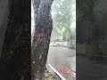 🌧️ + ☕ +🎶🎵=😇 #rain #tea #music #feel #like #heaven #shorts #shortsfeed