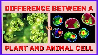 The Differences Between a Plant and an Animal Cell