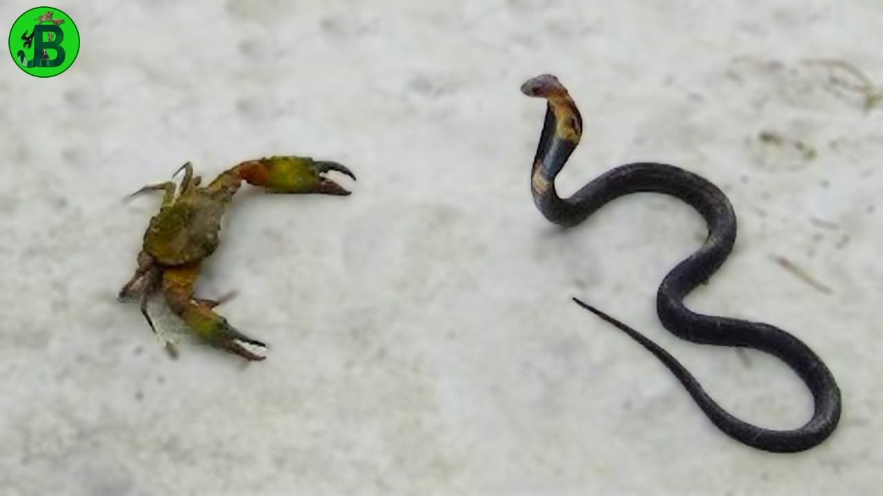 जानवरों की ऐसी लड़ाई कभी नहीं देखी होंगी/Why do Animals Fight Each