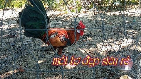 Gà mồi tơ chuẩn bị cho vụ gà rừng 2020_2021