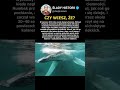 Został POŁKNIĘTY przez wieloryba #historia #ciekawostki