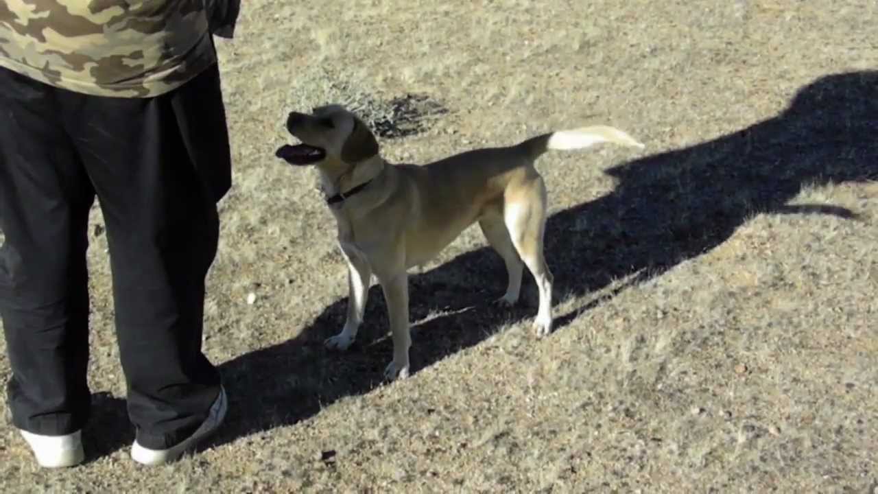 Amazing Hunting Dog and Falcon Team !!! YouTube