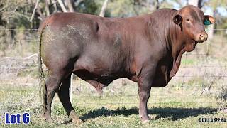 Lot 6 Doorabeeba V032 (PP) (S)