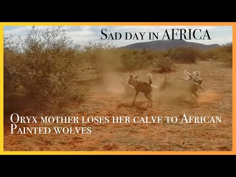 DRAMA as ORYX mother gets split from her BABY, WILD DOGS...takes their opportunity not for sensitive